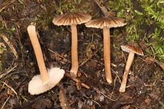Inocybe subradiata
