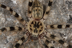 Eusparassus
