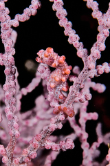 Hippocampus bargibanti
