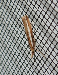 Orocrambus vittellus