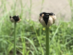 Zephyranthes chlorosolen