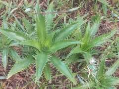 Eryngium serra