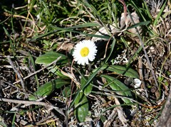 Bellis sylvestris