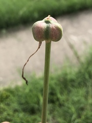Zephyranthes chlorosolen