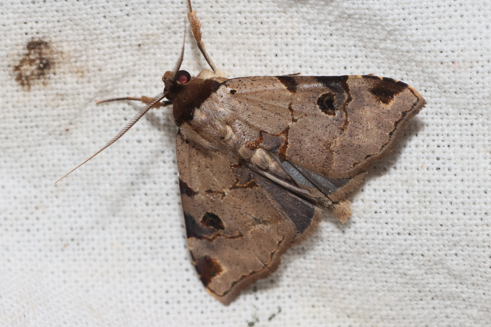 Marcipalina conjuncta