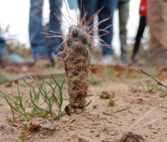 Cylindropuntieae
