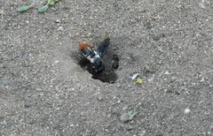 Megachile chrysorrhoea