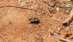 Graphipterus distinctus