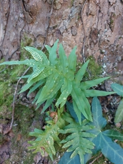 Polypodium cambricum