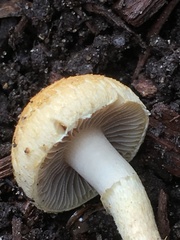 Agrocybe