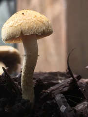 Agrocybe