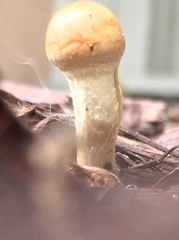 Agrocybe