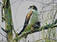 Buteo brachyurus brachyurus