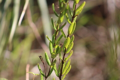 Angadenia berteroi
