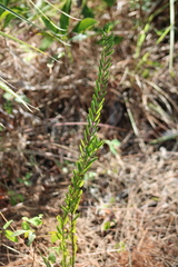 Angadenia berteroi