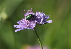 Cryptocephalus sericeus