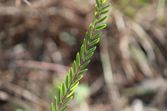 Angadenia berteroi