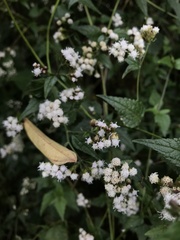Fleischmannia klattiana