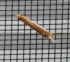 Orocrambus vittellus