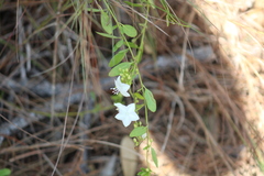 Jacquemontia curtissii