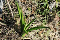Toxicoscordion fremontii