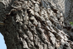 Eusphecia pimplaeformis