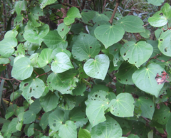 Piper excelsum excelsum