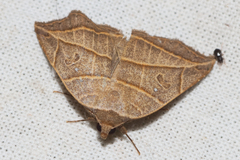 Gonelydna acutangula