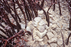 Epithelantha greggii