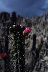 Corryocactus melanotrichus