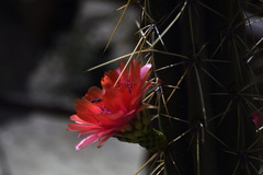 Corryocactus melanotrichus