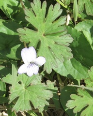 Viola missouriensis