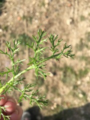 Matricaria discoidea