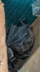 Myotis macropus