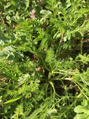 Matricaria discoidea