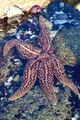 Pisaster giganteus