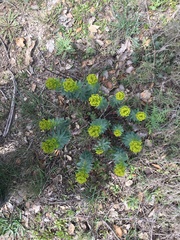 Euphorbia nicaeensis