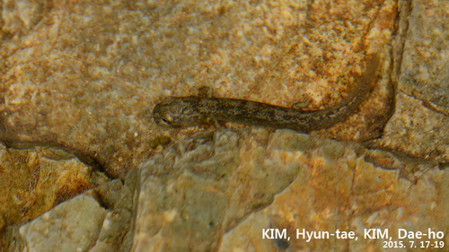 Onychodactylus sillanus