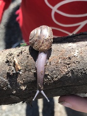 Helminthoglypta