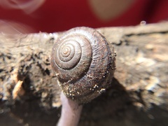 Helminthoglypta