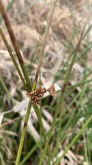 Juncus effusus