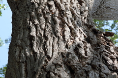 Eusphecia pimplaeformis