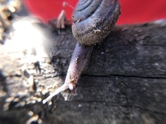 Helminthoglypta