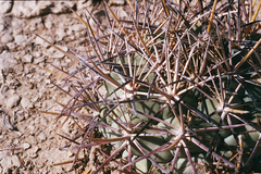Coryphantha poselgeriana