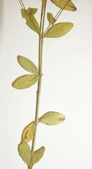 Linum striatum