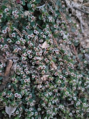 Euphorbia albomarginata