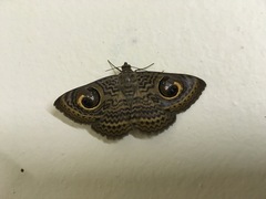 Calliodes pretiosissima