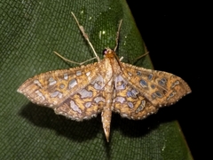 Nausinoe geometralis