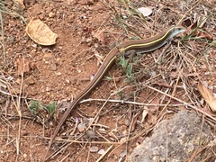 Gerrhosaurus nigrolineatus