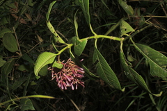 Palicourea deviae